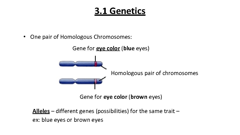 3. 1 Genetics • One pair of Homologous Chromosomes: Gene for eye color (blue