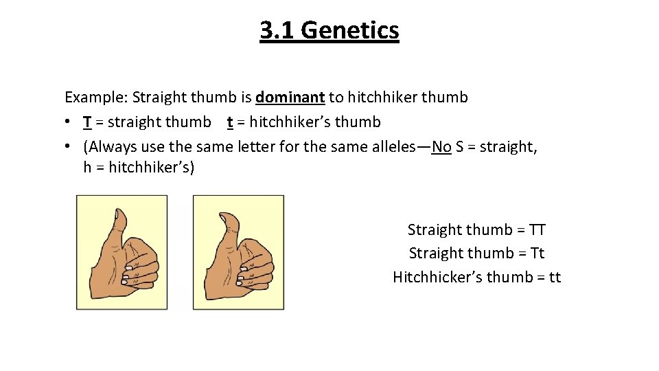 3. 1 Genetics Example: Straight thumb is dominant to hitchhiker thumb • T =