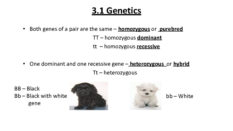 3. 1 Genetics • Both genes of a pair are the same – homozygous