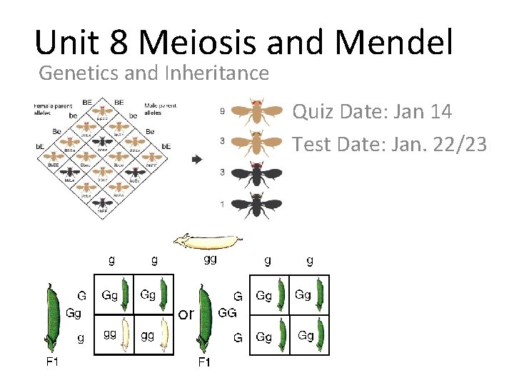 Unit 8 Meiosis and Mendel Genetics and Inheritance Quiz Date: Jan 14 Test Date: