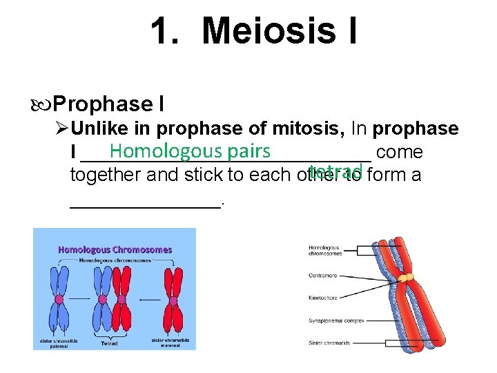  1. Meiosis I Prophase I Unlike in prophase of mitosis, In prophase Homologous