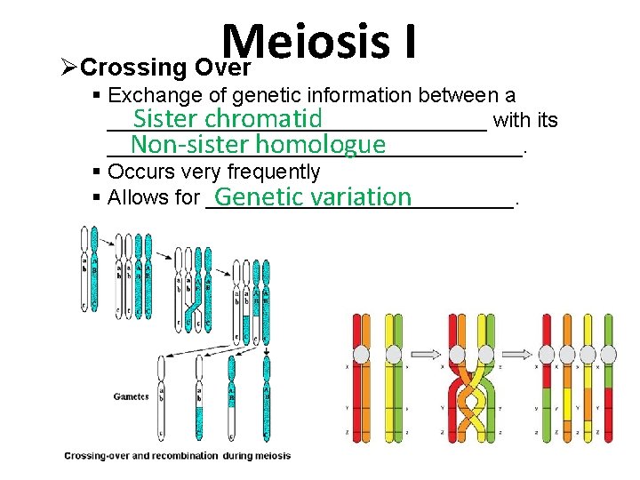Meiosis I Crossing Over Exchange of genetic information between a Sister chromatid ________________ with