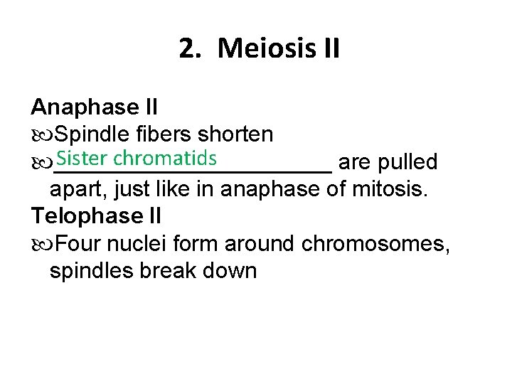 2. Meiosis II Anaphase II Spindle fibers shorten Sister chromatids ___________ are pulled apart,