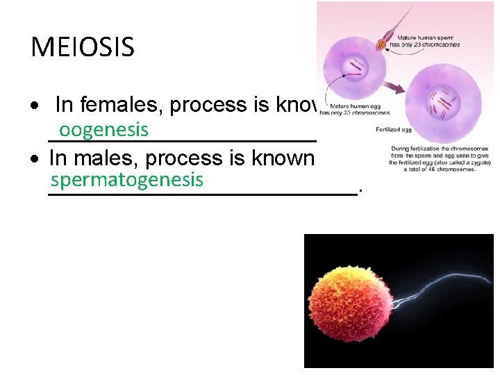 MEIOSIS In females, process is known as oogenesis ____________. In males, process is known