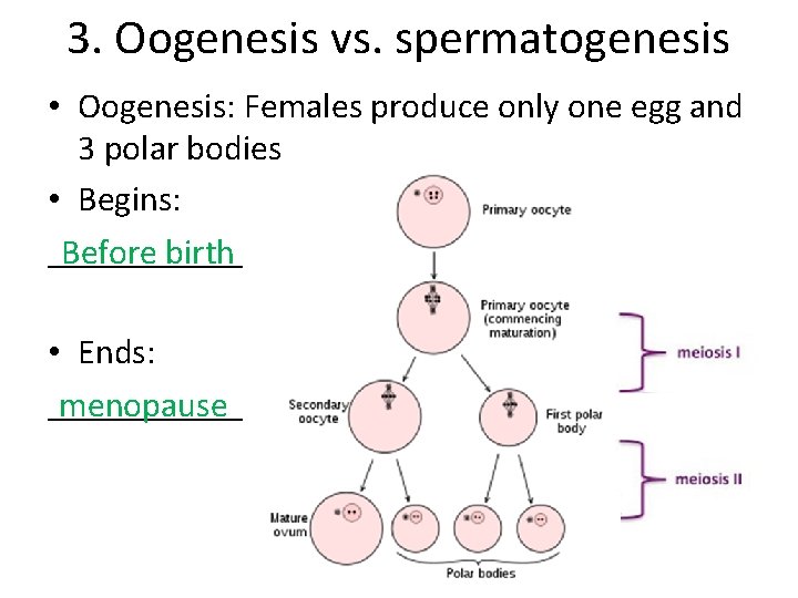 3. Oogenesis vs. spermatogenesis • Oogenesis: Females produce only one egg and 3 polar