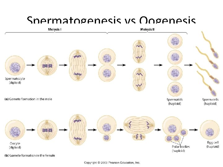 Spermatogenesis vs Oogenesis 