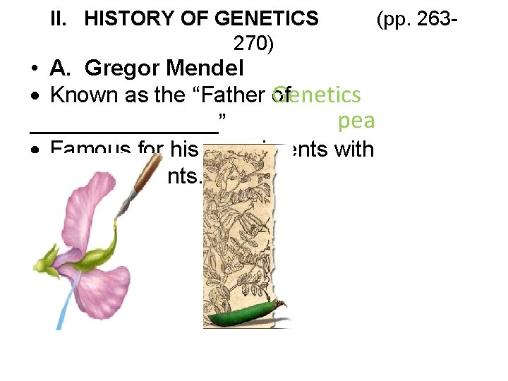 II. HISTORY OF GENETICS (pp. 263270) • A. Gregor Mendel Known as the “Father