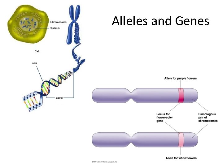 Alleles and Genes 