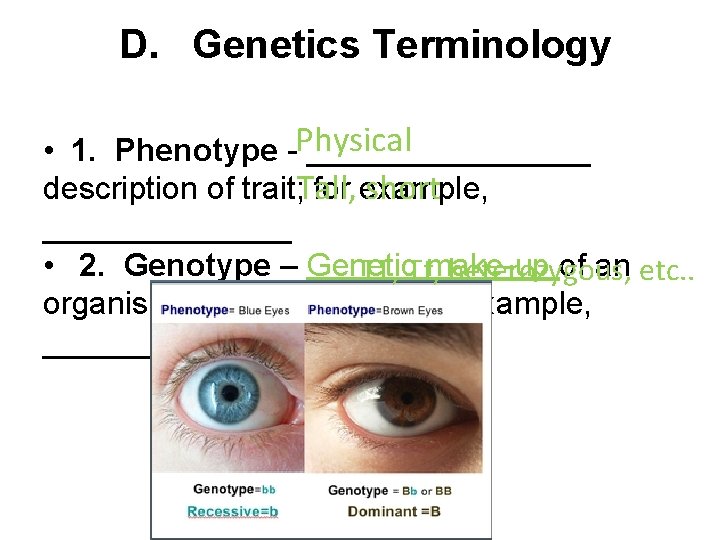 D. Genetics Terminology Physical • 1. Phenotype - ________ description of trait; for example,