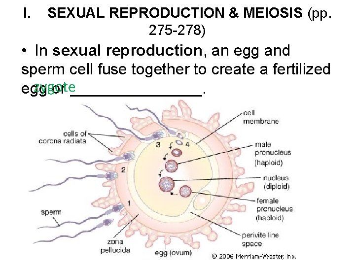I. SEXUAL REPRODUCTION & MEIOSIS (pp. 275 -278) • In sexual reproduction, an egg