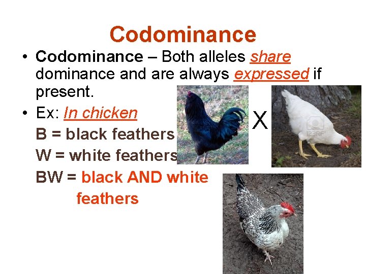 Codominance • Codominance – Both alleles share dominance and are always expressed if present.