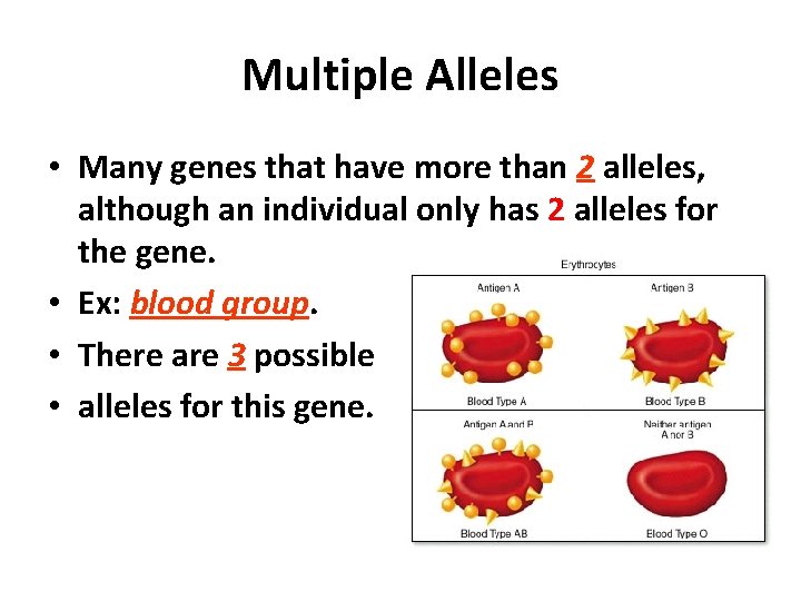 Multiple Alleles • Many genes that have more than 2 alleles, although an individual