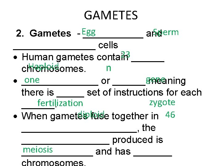 GAMETES Egg Sperm 2. Gametes - ______ and ________ cells 23 Human gametes contain