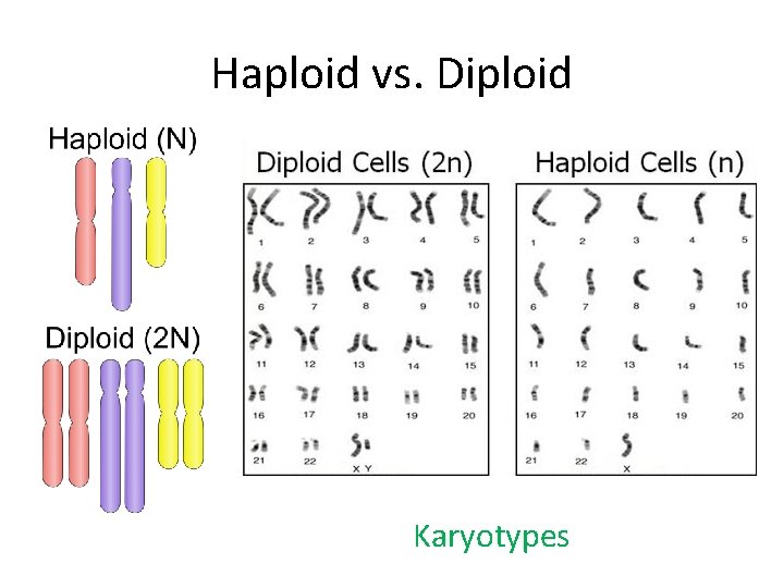 Haploid vs. Diploid Karyotypes 