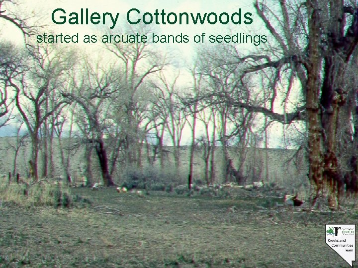 Gallery Cottonwoods started as arcuate bands of seedlings 