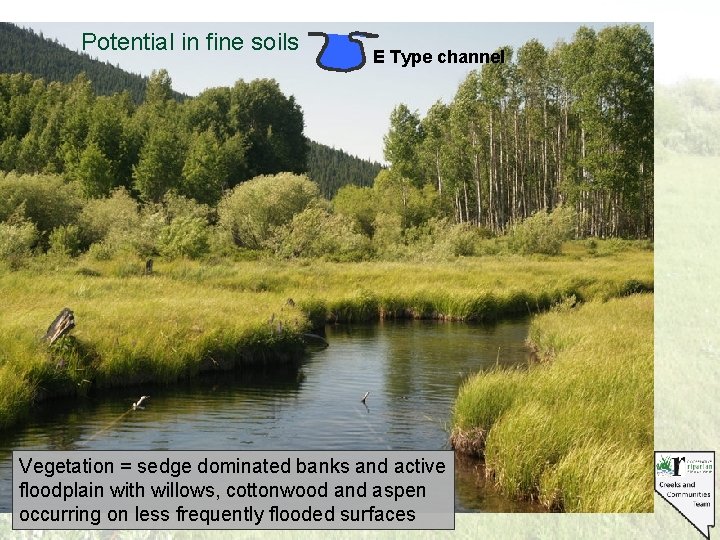 Potential in fine soils E Type channel Vegetation = sedge dominated banks and active