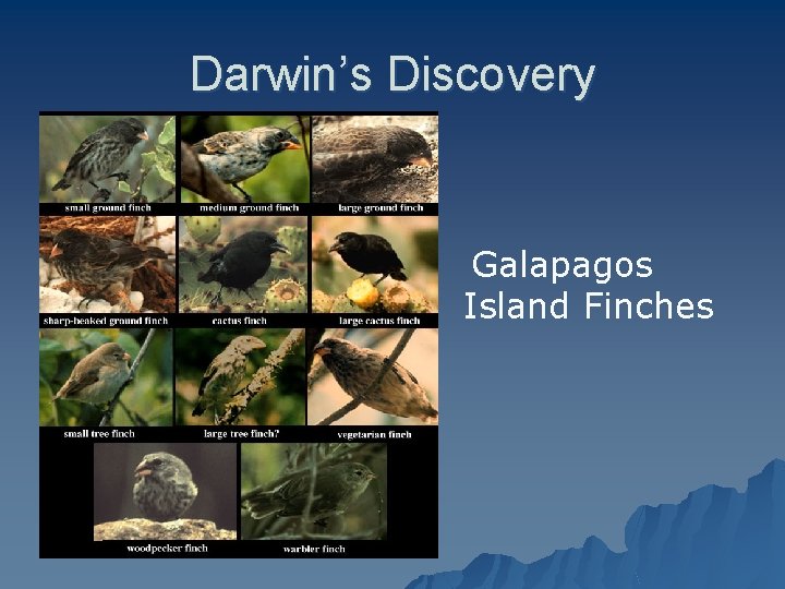 Darwin’s Discovery Galapagos Island Finches 