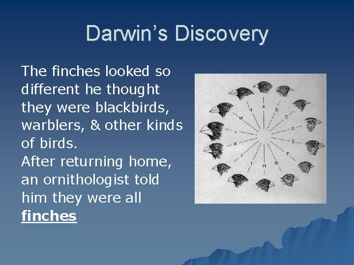 Darwin’s Discovery The finches looked so different he thought they were blackbirds, warblers, &
