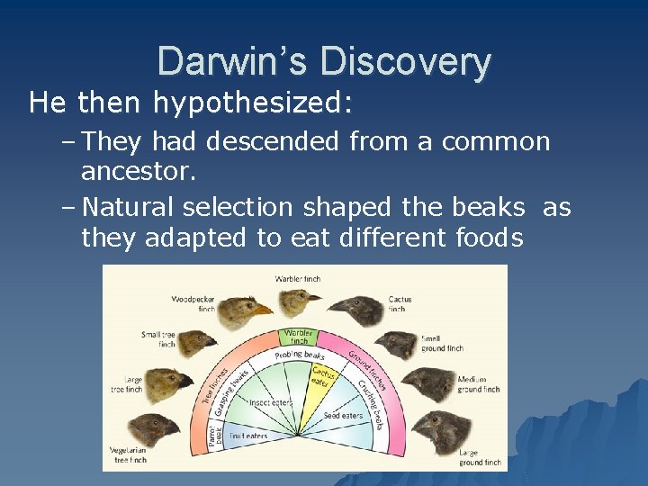 Darwin’s Discovery He then hypothesized: – They had descended from a common ancestor. –