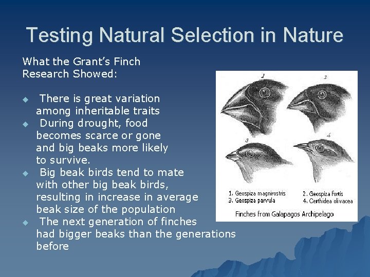 Testing Natural Selection in Nature What the Research u u Grant’s Finch Showed: There