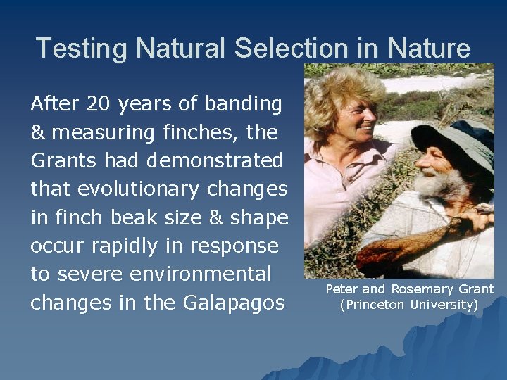 Testing Natural Selection in Nature After 20 years of banding & measuring finches, the