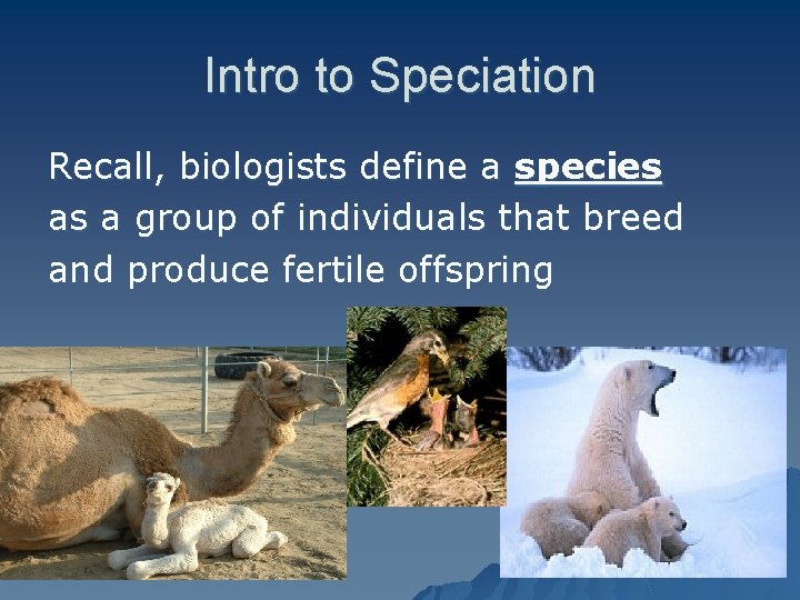 Intro to Speciation Recall, biologists define a species as a group of individuals that