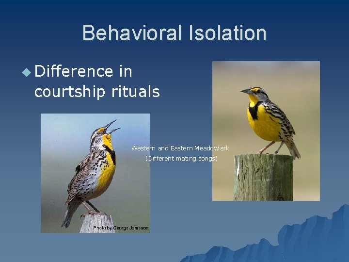 Behavioral Isolation u Difference in courtship rituals Western and Eastern Meadowlark (Different mating songs)