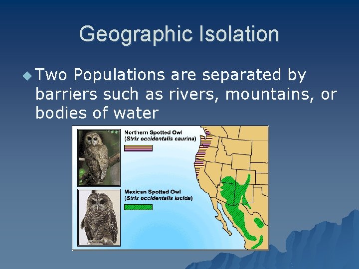Geographic Isolation u Two Populations are separated by barriers such as rivers, mountains, or