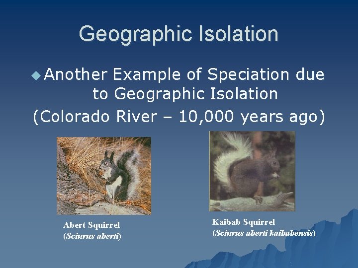 Geographic Isolation u Another Example of Speciation due to Geographic Isolation (Colorado River –