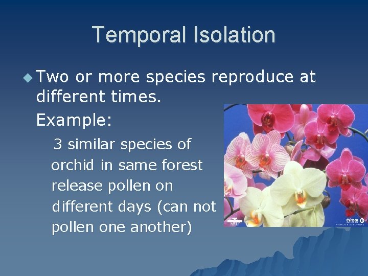 Temporal Isolation u Two or more species reproduce at different times. Example: 3 similar