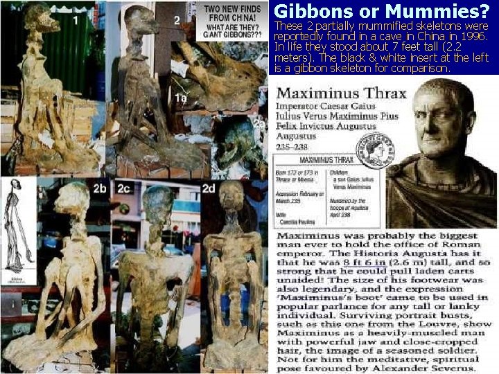 Gibbons or Mummies? These 2 partially mummified skeletons were reportedly found in a cave