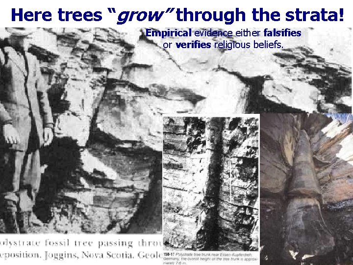 Here trees “grow” through the strata! Empirical evidence either falsifies or verifies religious beliefs.