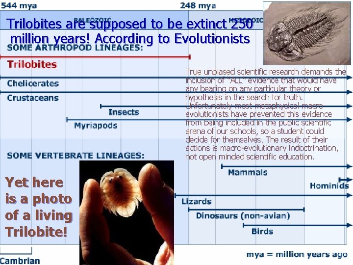 Trilobites are supposed to be extinct 250 million years! According to Evolutionists True unbiased