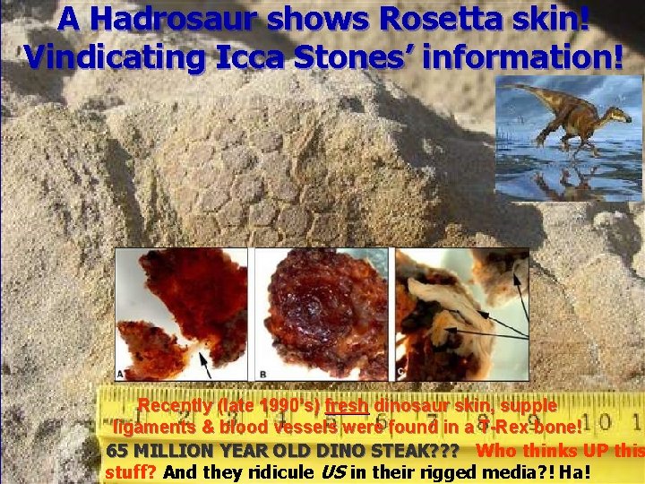 A Hadrosaur shows Rosetta skin! Vindicating Icca Stones’ information! Recently (late 1990’s) fresh dinosaur