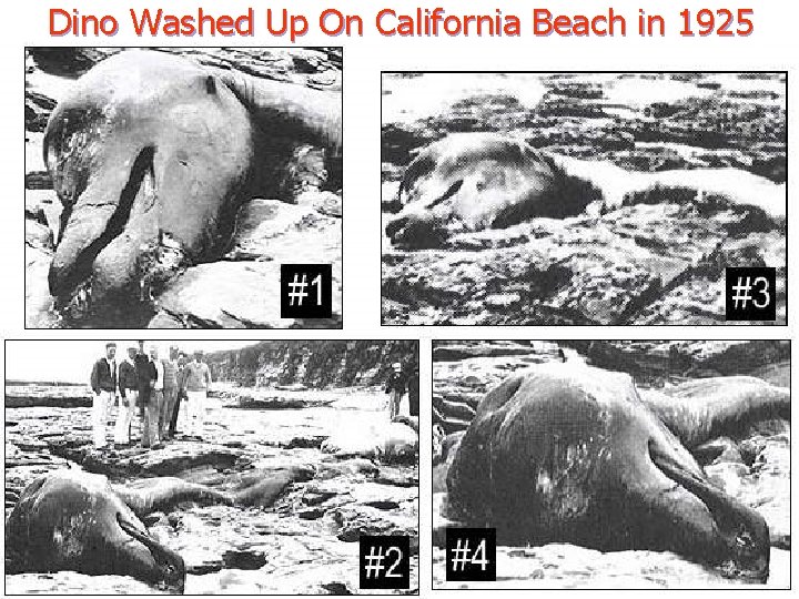 Dino Washed Up On California Beach in 1925 