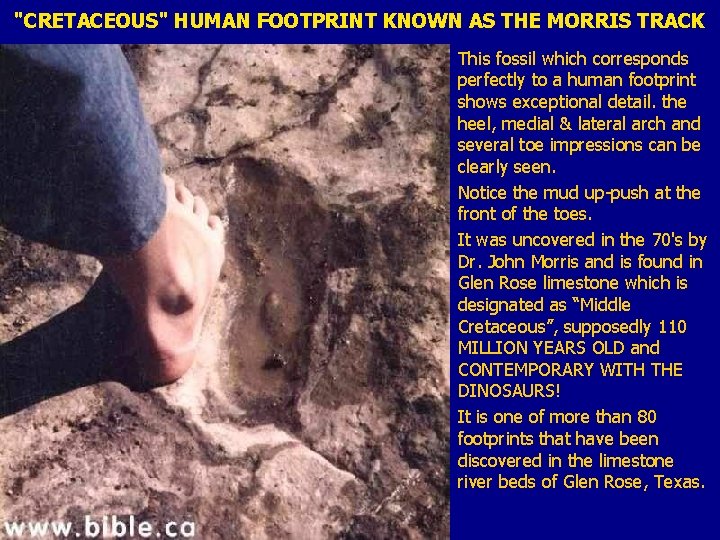 "CRETACEOUS" HUMAN FOOTPRINT KNOWN AS THE MORRIS TRACK This fossil which corresponds perfectly to