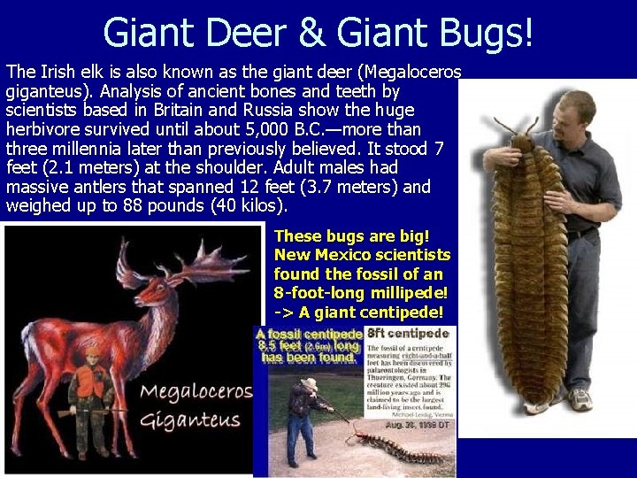 Giant Deer & Giant Bugs! The Irish elk is also known as the giant