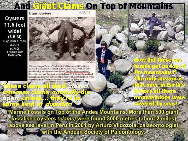 And Giant Clams On Top of Mountains These clams all died closed, whereas clams