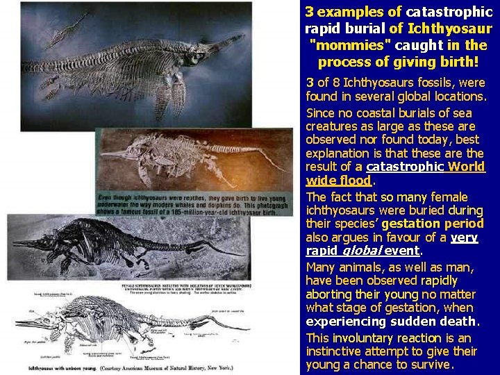 3 examples of catastrophic rapid burial of Ichthyosaur "mommies" caught in the process of