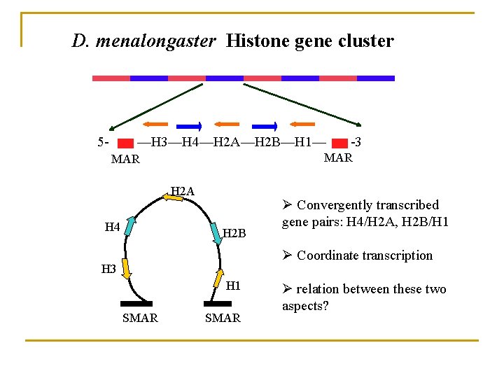 D. menalongaster Histone gene cluster 5 - —H 3—H 4—H 2 A—H 2 B—H