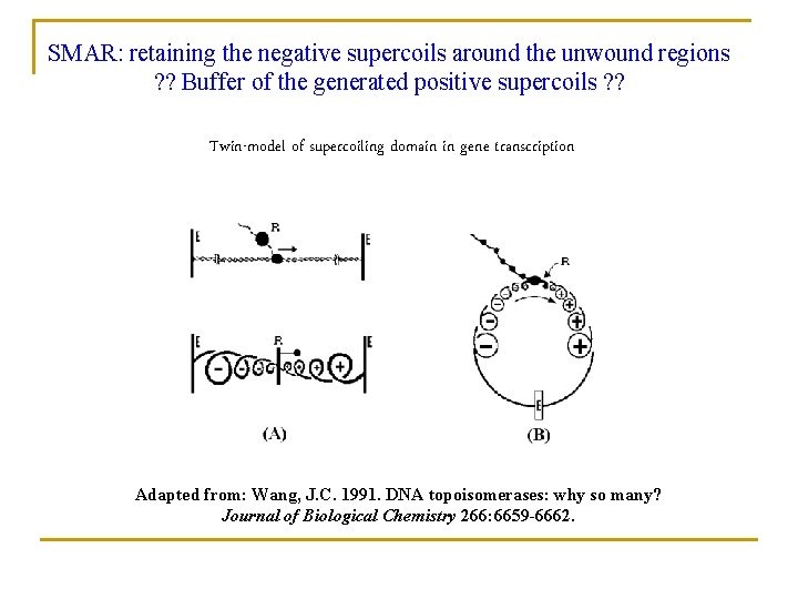 SMAR: retaining the negative supercoils around the unwound regions ? ? Buffer of the