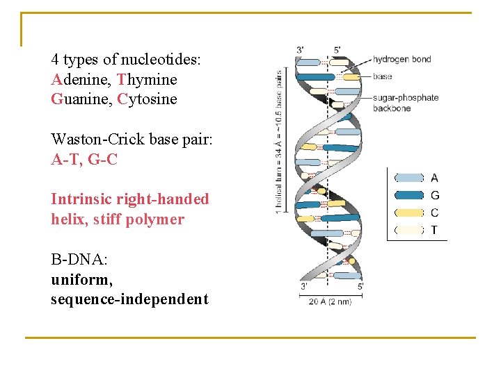 4 types of nucleotides: Adenine, Thymine Guanine, Cytosine Waston-Crick base pair: A-T, G-C Intrinsic