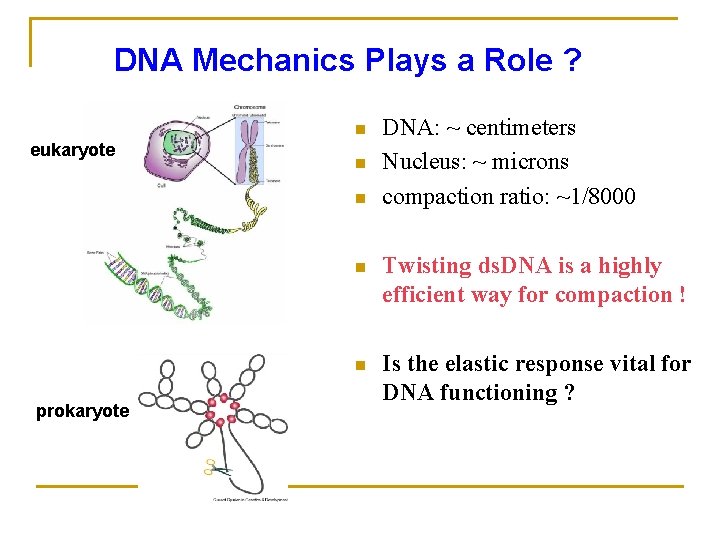 DNA Mechanics Plays a Role ? n eukaryote n n prokaryote DNA: ~ centimeters