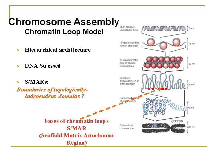 Chromosome Assembly Chromatin Loop Model Ø Hierarchical architecture Ø DNA Stressed S/MARs: Boundaries of