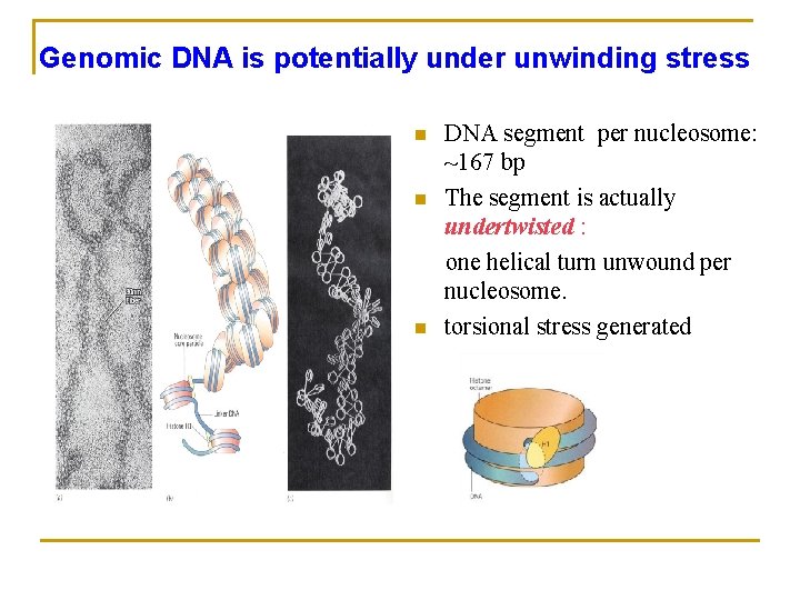 Genomic DNA is potentially under unwinding stress n n n DNA segment per nucleosome:
