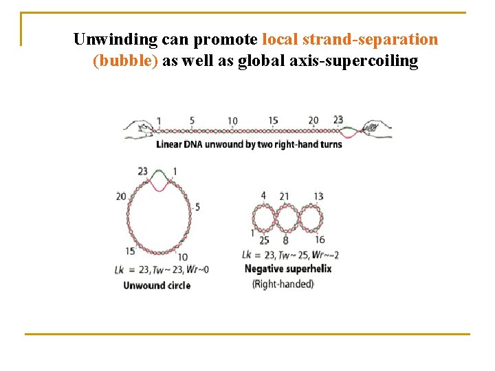 Unwinding can promote local strand-separation (bubble) as well as global axis-supercoiling 