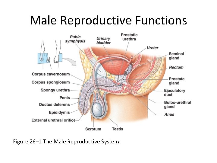 Male Reproductive Functions Figure 26– 1 The Male Reproductive System. 