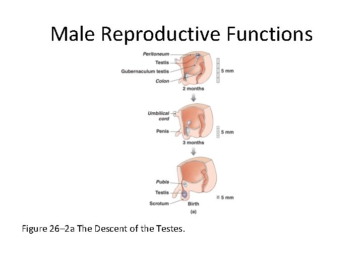 Male Reproductive Functions Figure 26– 2 a The Descent of the Testes. 