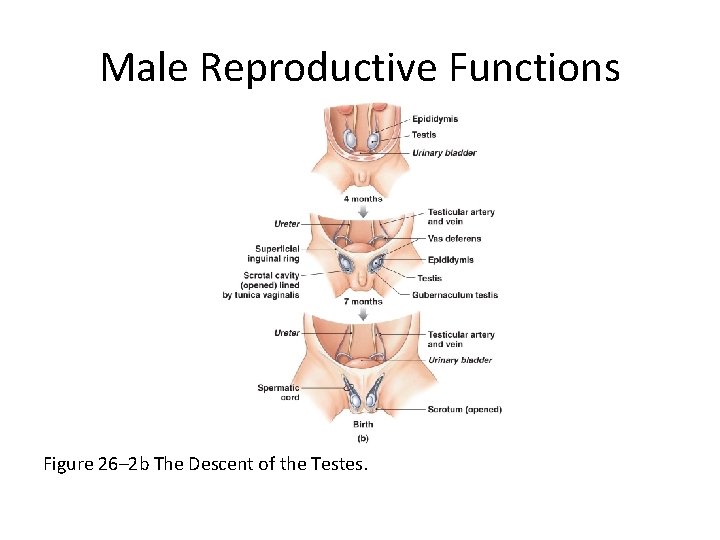 Male Reproductive Functions Figure 26– 2 b The Descent of the Testes. 