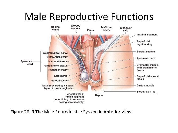 Male Reproductive Functions Figure 26– 3 The Male Reproductive System in Anterior View. 